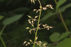 American Alumroot, Heuchera americana