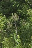 American angelica, Angelica atropurpurea