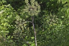 American Angelica