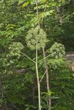 American angelica, Angelica atropurpurea