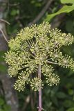 American angelica, Angelica atropurpurea