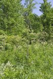 American angelica, Angelica atropurpurea