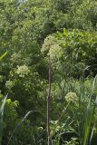 American angelica, Angelica atropurpurea