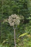 American angelica, Angelica atropurpurea