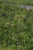 American angelica, Angelica atropurpurea