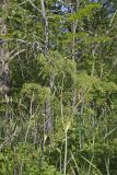 American angelica, Angelica atropurpurea