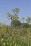 American angelica, Angelica atropurpurea