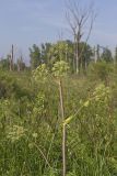 American angelica, Angelica atropurpurea