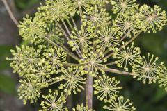 American angelica, Angelica atropurpurea