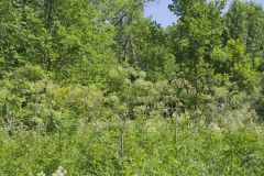 American angelica, Angelica atropurpurea