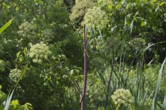 American angelica, Angelica atropurpurea