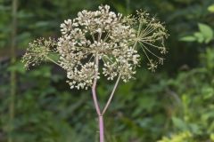 American angelica, Angelica atropurpurea