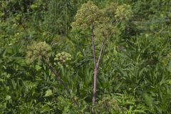 American angelica, Angelica atropurpurea