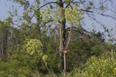 American angelica, Angelica atropurpurea