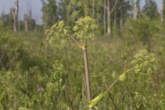 American angelica, Angelica atropurpurea