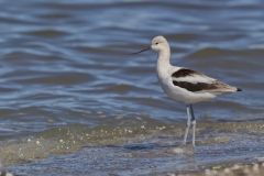 American Avocet, Recurvirostra americana