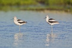 American Avocet, Recurvirostra americana