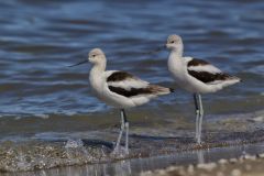 American Avocet, Recurvirostra americana