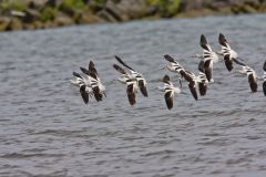 American Avocet, Recurvirostra americana