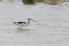 American Avocet, Recurvirostra americana