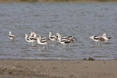 American Avocet, Recurvirostra americana