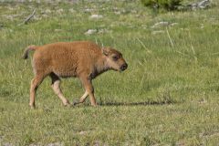 American Bison, Bison bison