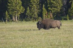 American Bison, Bison bison