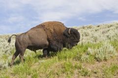 American Bison, Bison bison