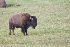 American Bison, Bison bison