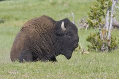 American Bison, Bison bison