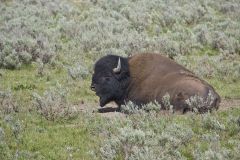 American Bison, Bison bison