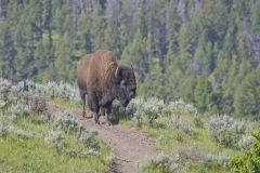 American Bison, Bison bison
