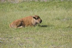 American Bison, Bison bison