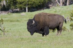 American Bison, Bison bison
