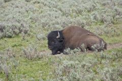 American Bison, Bison bison