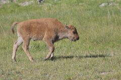 American Bison, Bison bison