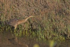 American Bittern