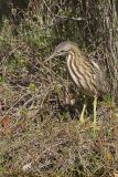 American Bittern, Botaurus lentiginosus