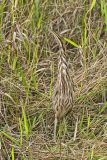 American Bittern, Botaurus lentiginosus