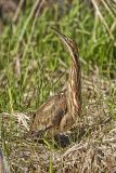 American Bittern, Botaurus lentiginosus