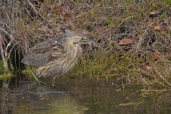 American Bittern, Botaurus lentiginosus