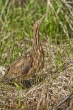 American Bittern, Botaurus lentiginosus