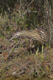 American Bittern, Botaurus lentiginosus