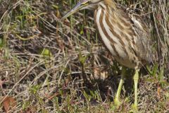 American Bittern, Botaurus lentiginosus