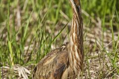 American Bittern, Botaurus lentiginosus