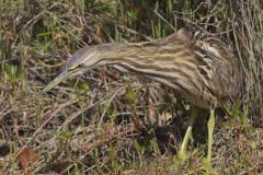 American Bittern, Botaurus lentiginosus