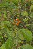 American Bittersweet, Celastrus scandens