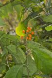 American Bittersweet, Celastrus scandens