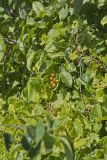 American Bittersweet, Celastrus scandens