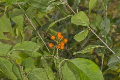 American Bittersweet, Celastrus scandens